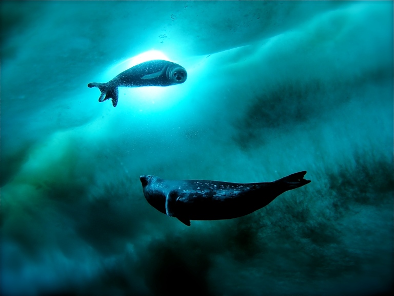 Мощность кита под водой. Киты Северного Ледовитого океана. Северный Ледовитый океан подводный мир. Северный Ледовитый океан под водой. Кит под водой.